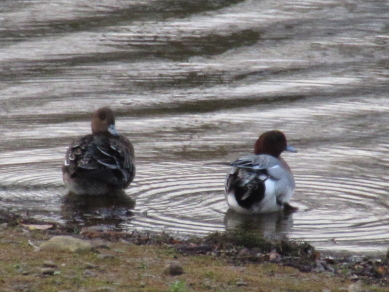 Wigeon Wigeon